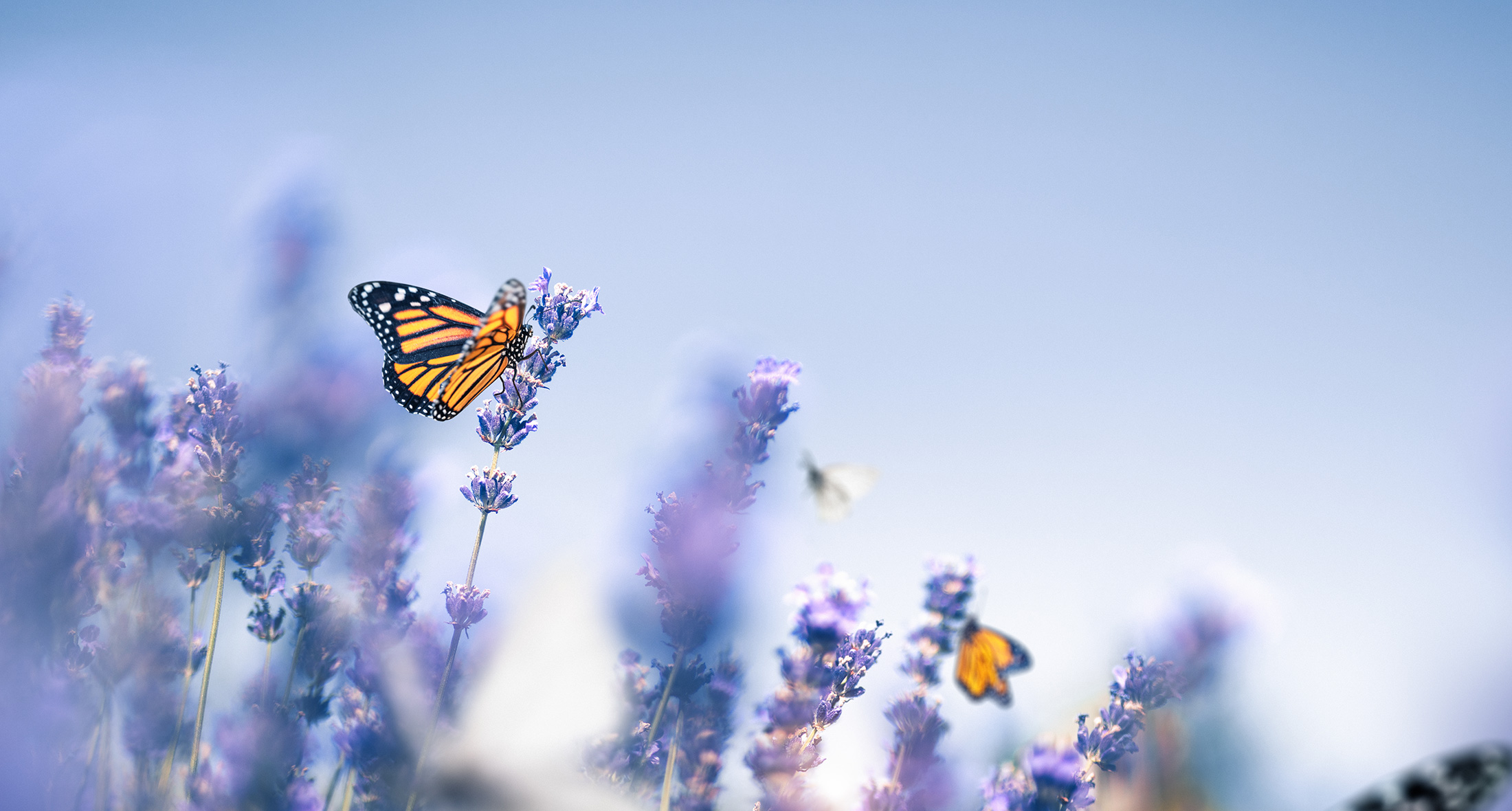 Foto zeigt einen Schmetterling auf Lavendelblüten
